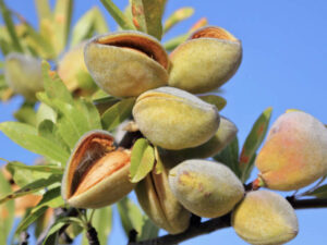 Arbol almendras