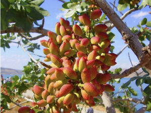 Arboles de pistachos